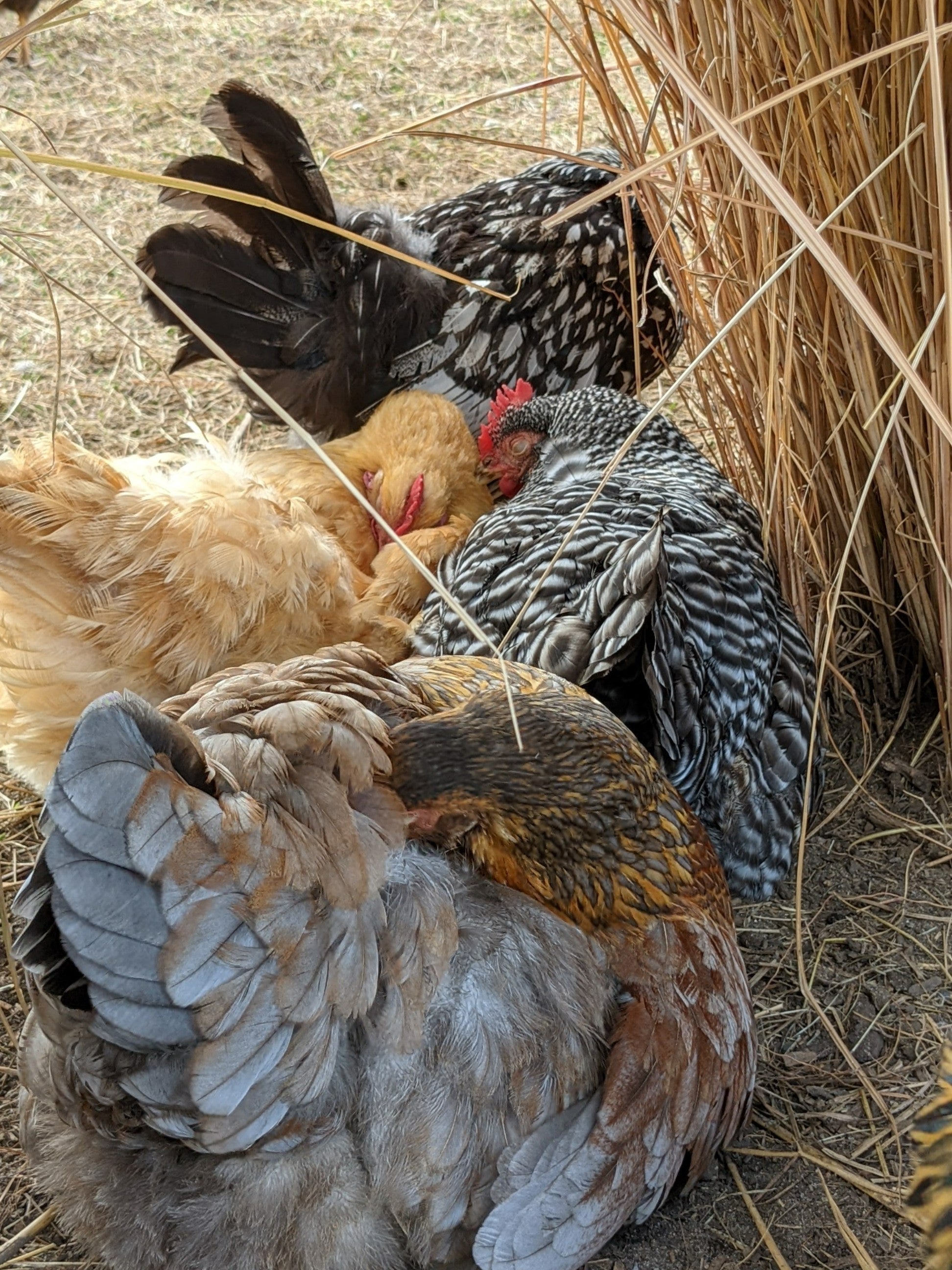 Harmony's Hens